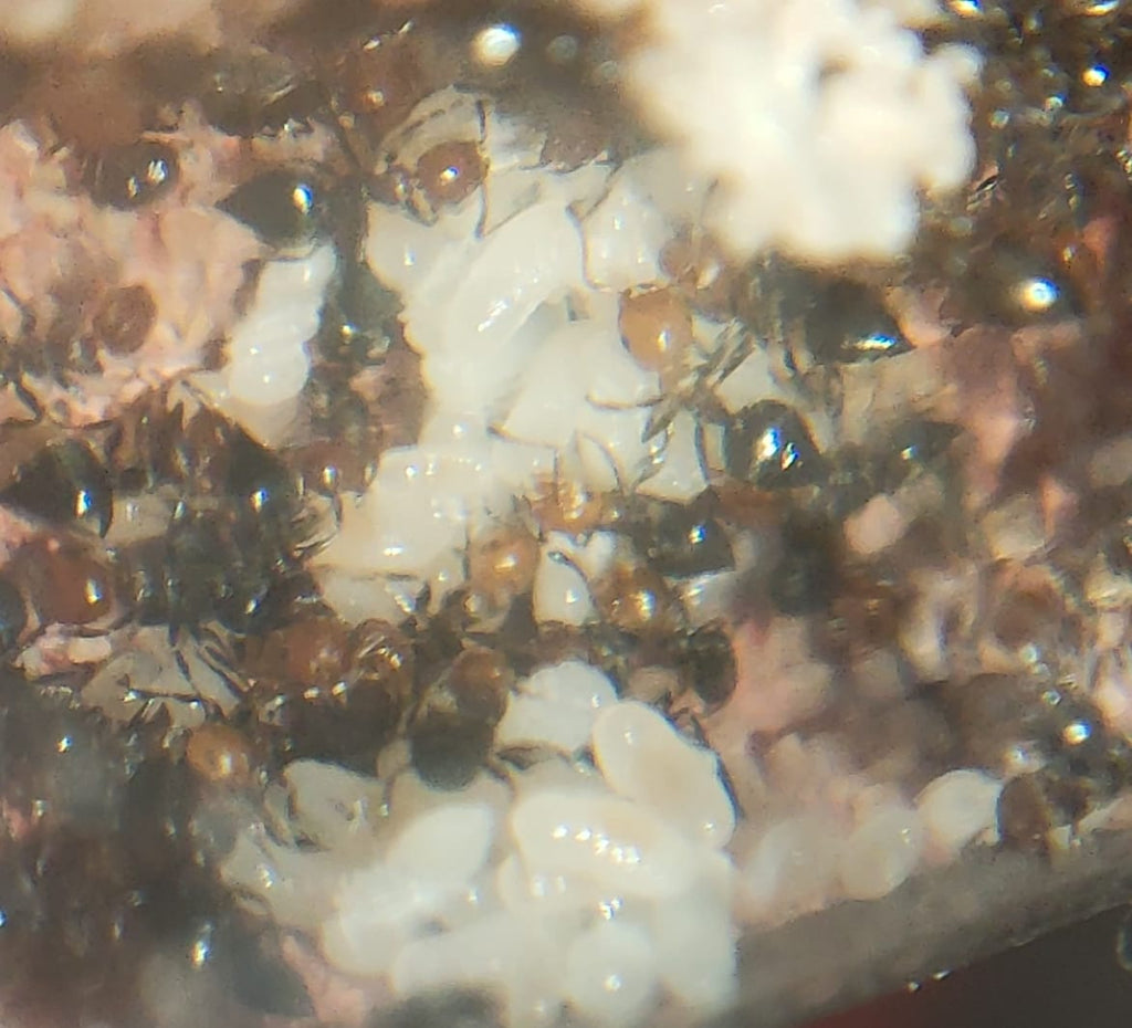 Crematogaster scutellaris