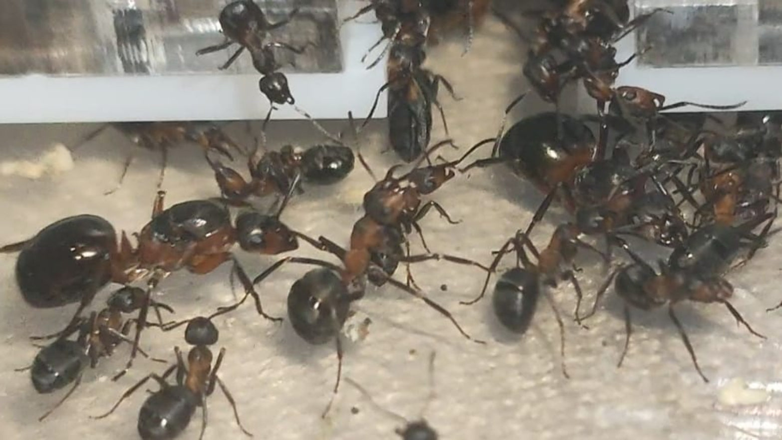 Formica rufa (Reserva, el envió será en junio)