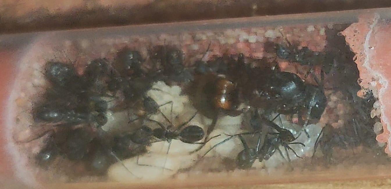Camponotus cruentatus
