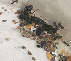 Messor barbarus