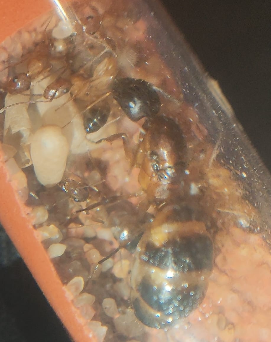 Camponotus pilicornis