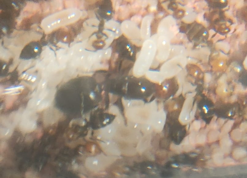 Crematogaster scutellaris