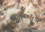 Crematogaster scutellaris