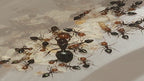 Crematogaster scutellaris