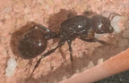 Messor barbarus