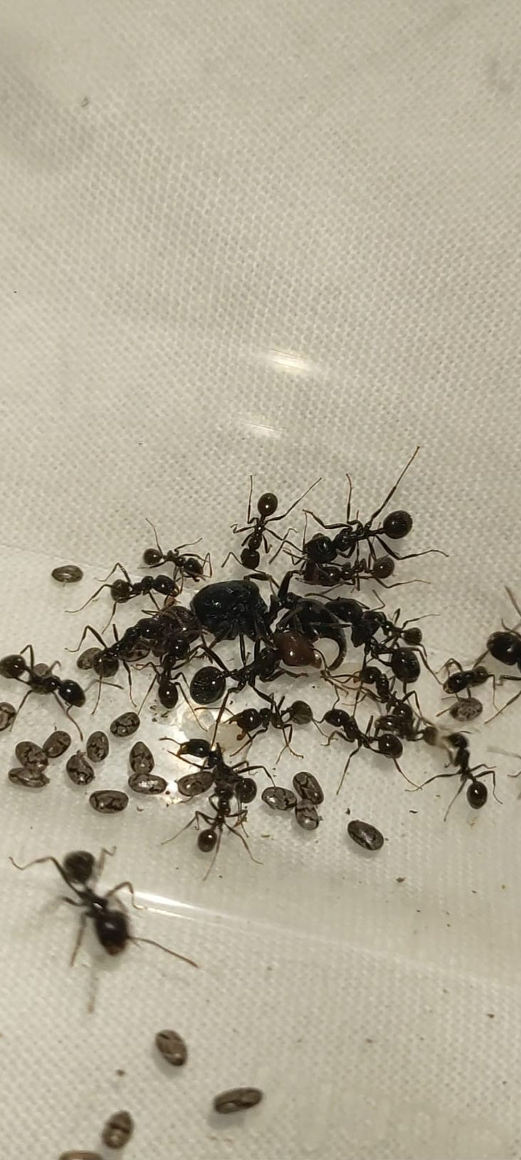 Messor barbarus 