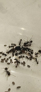 Messor barbarus 