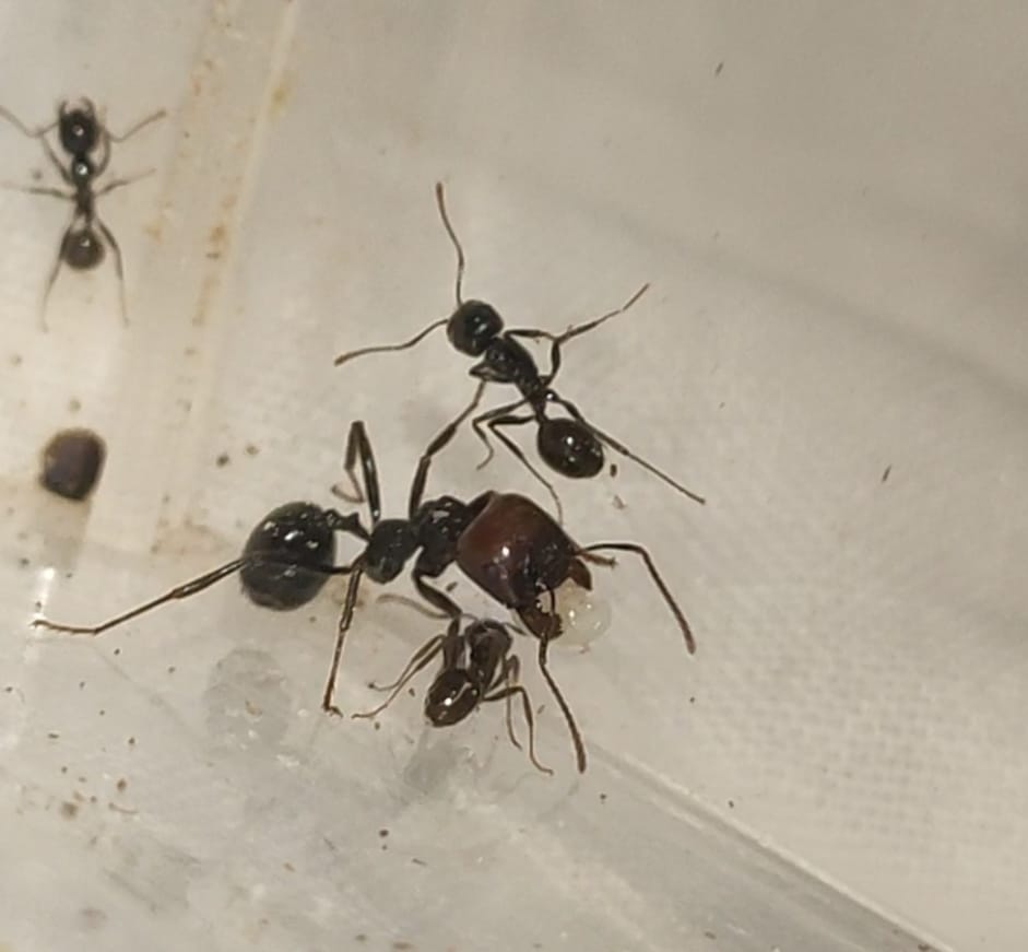 Messor barbarus 
