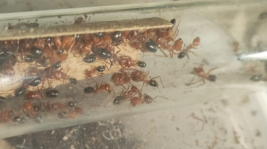 Cataglyphis rosenhaueri (Reserva, el envío será en mayo)