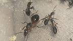 Formica rufa (Reserva, el envió será en junio)
