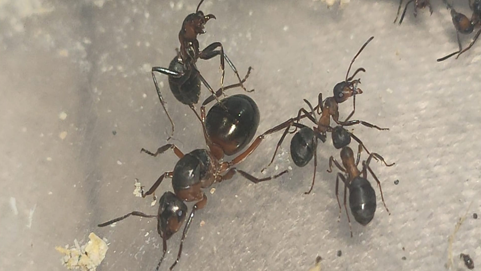 Formica rufa (Reserva, el envió será en junio)