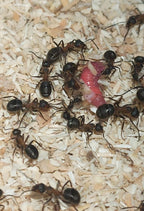 Formica rufa (Reserva, el envió será en junio)