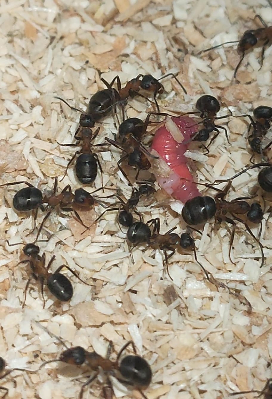 Formica rufa (Reserva, el envió será en junio)