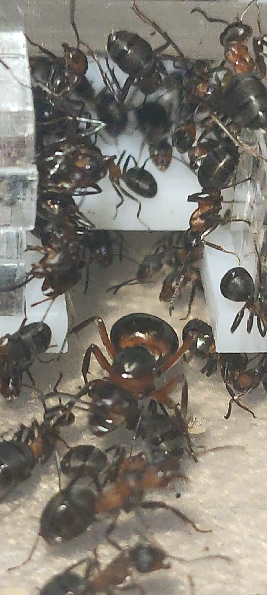 Formica rufa (Reserva, el envió será en junio)