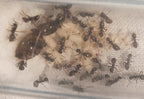 Lasius grandis