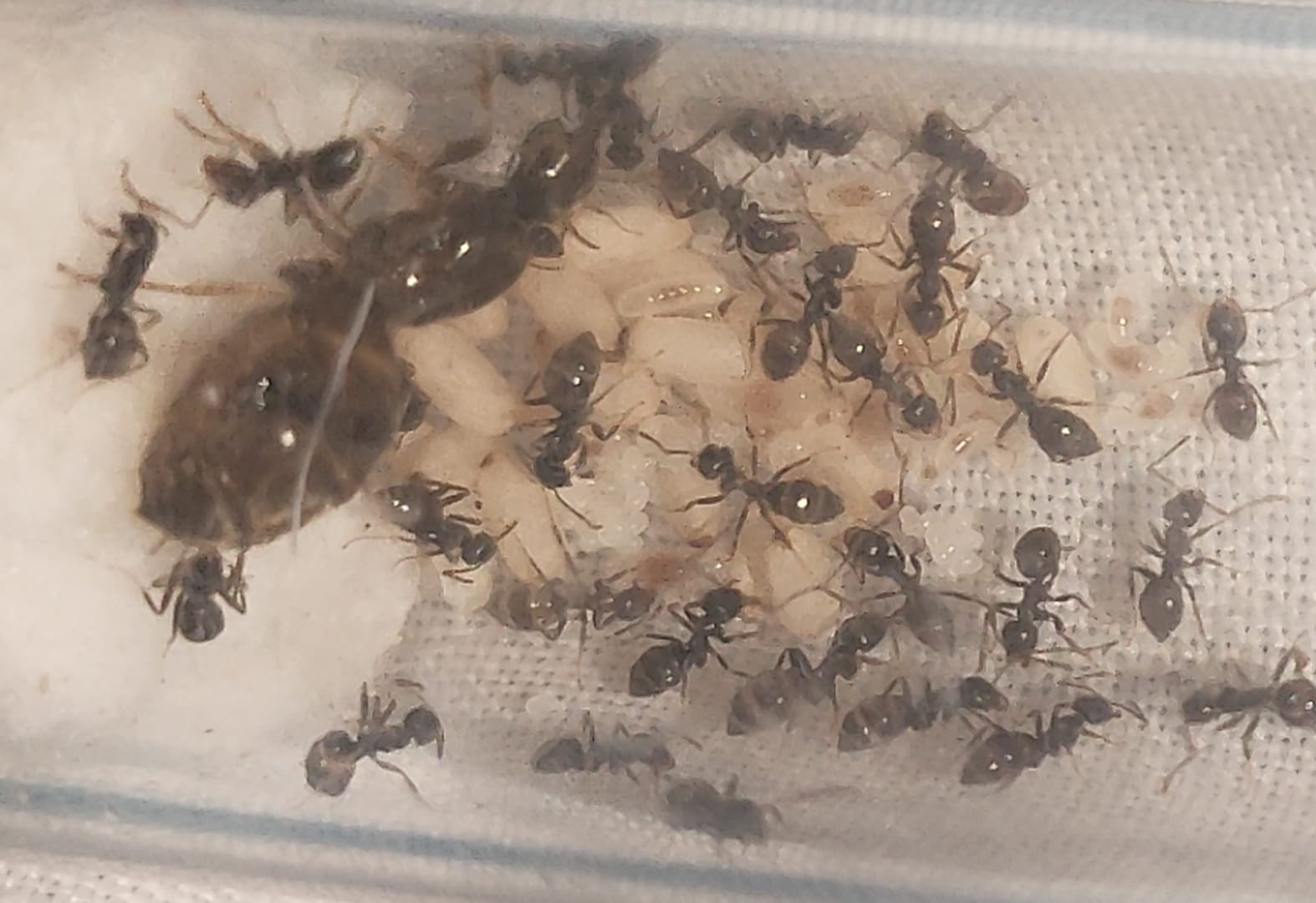 Lasius grandis