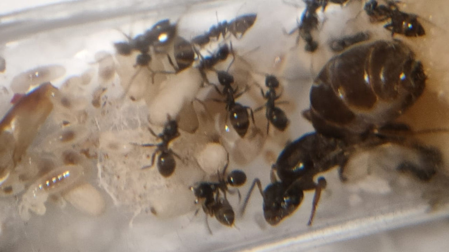 Lasius grandis