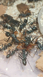 Cataglyphis hispanica (Reserva, el envió será en mayo)