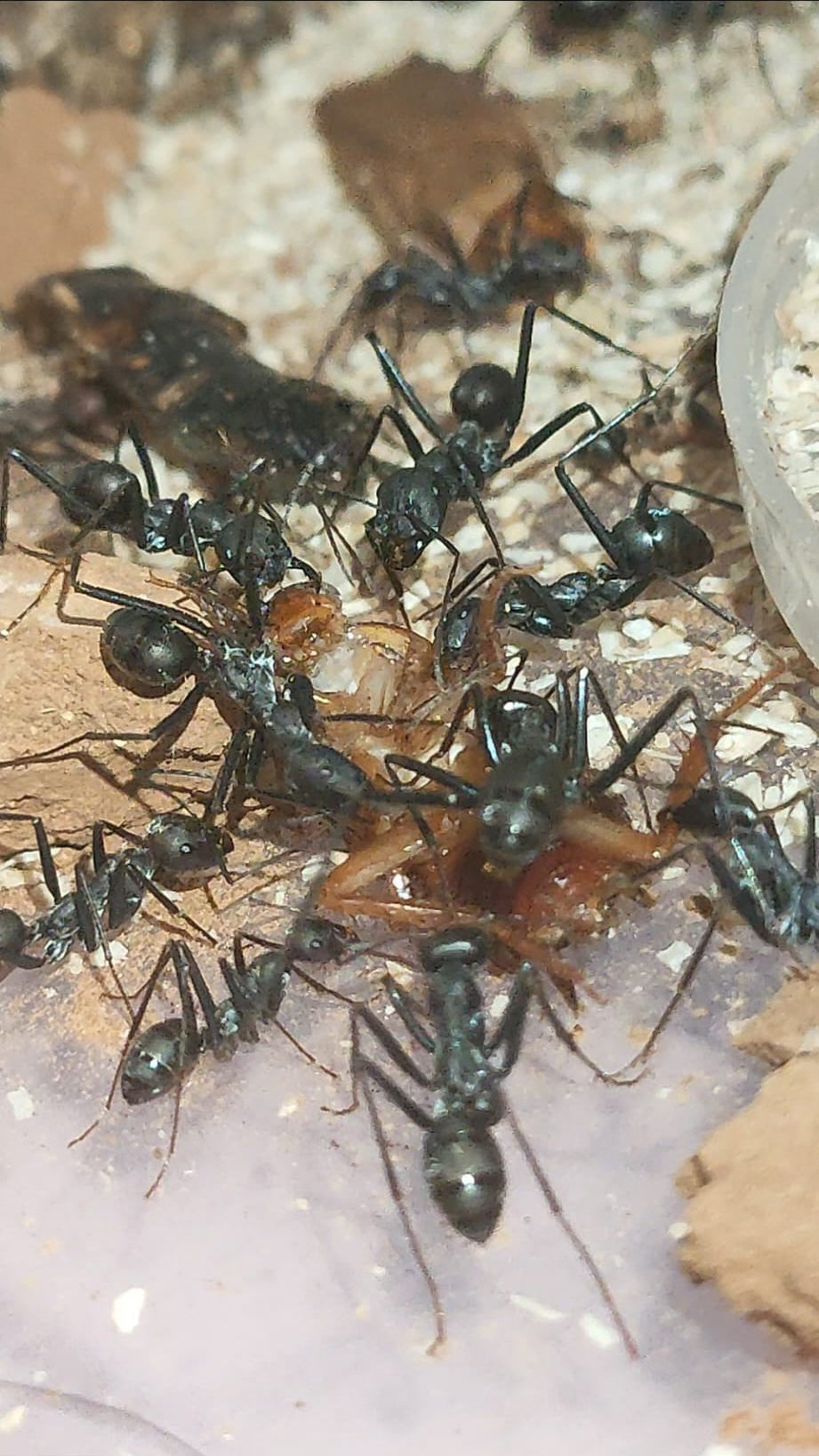 Cataglyphis hispanica (Reserva, el envió será en mayo)