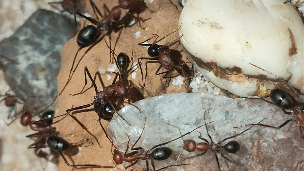 Cataglyphis velox (Reserva, el envió será en mayo)