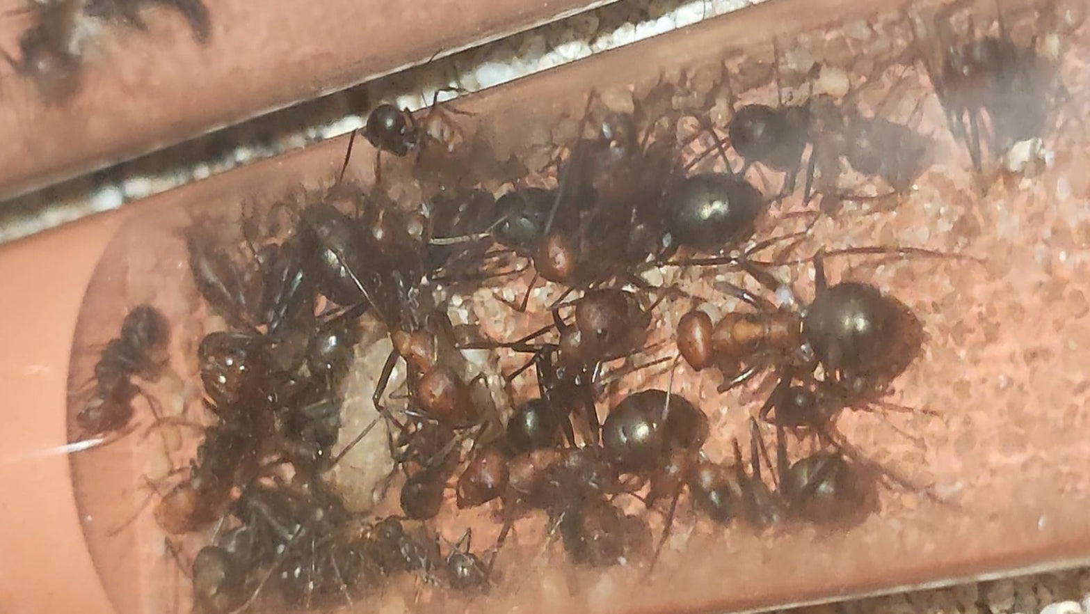 Cataglyphis velox (Reserva, el envió será en mayo)