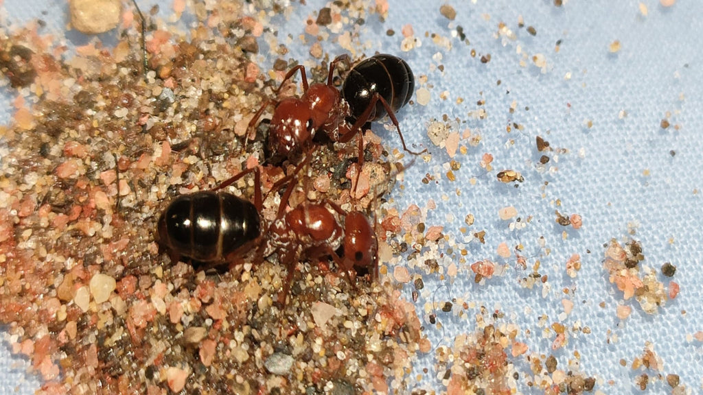 Cataglyphis rosenhaueri (Pre-order, shipping will be in May)