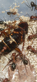 Cataglyphis velox (Reserva, el envió será en mayo)