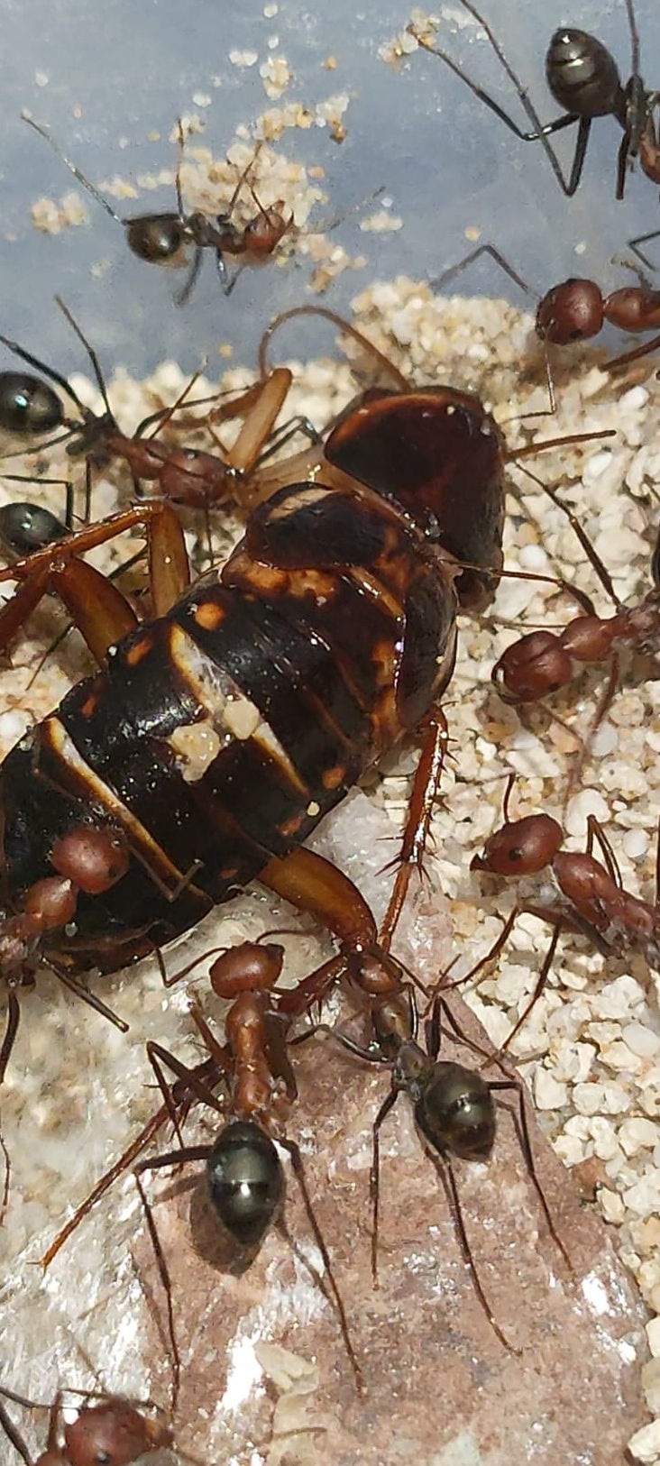 Cataglyphis velox (Reserva, el envió será en mayo)