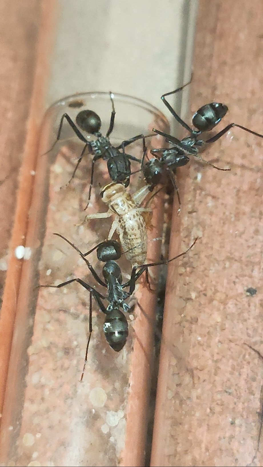 Cataglyphis hispanica (Reserva, el envió será en mayo)