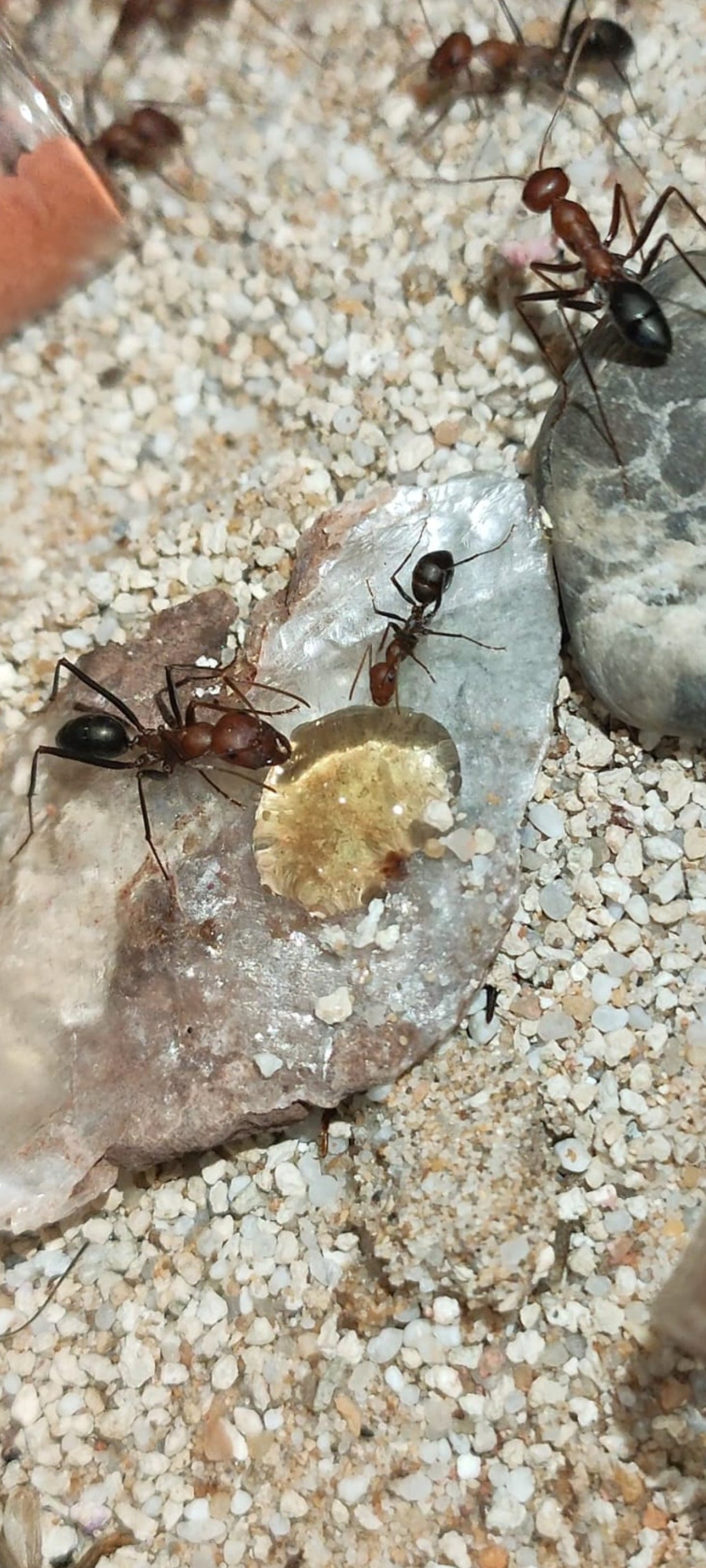 Cataglyphis velox (Reserva, el envió será en mayo)
