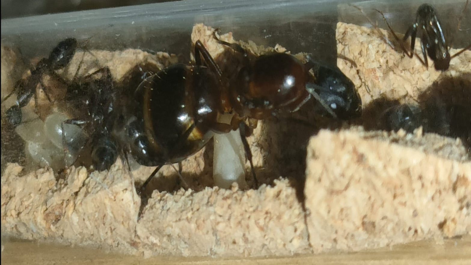 Camponotus barbaricus
