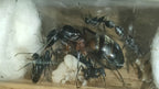 Camponotus cruentatus