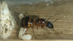 Camponotus pilicornis