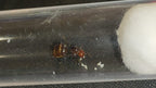 Crematogaster scutellaris