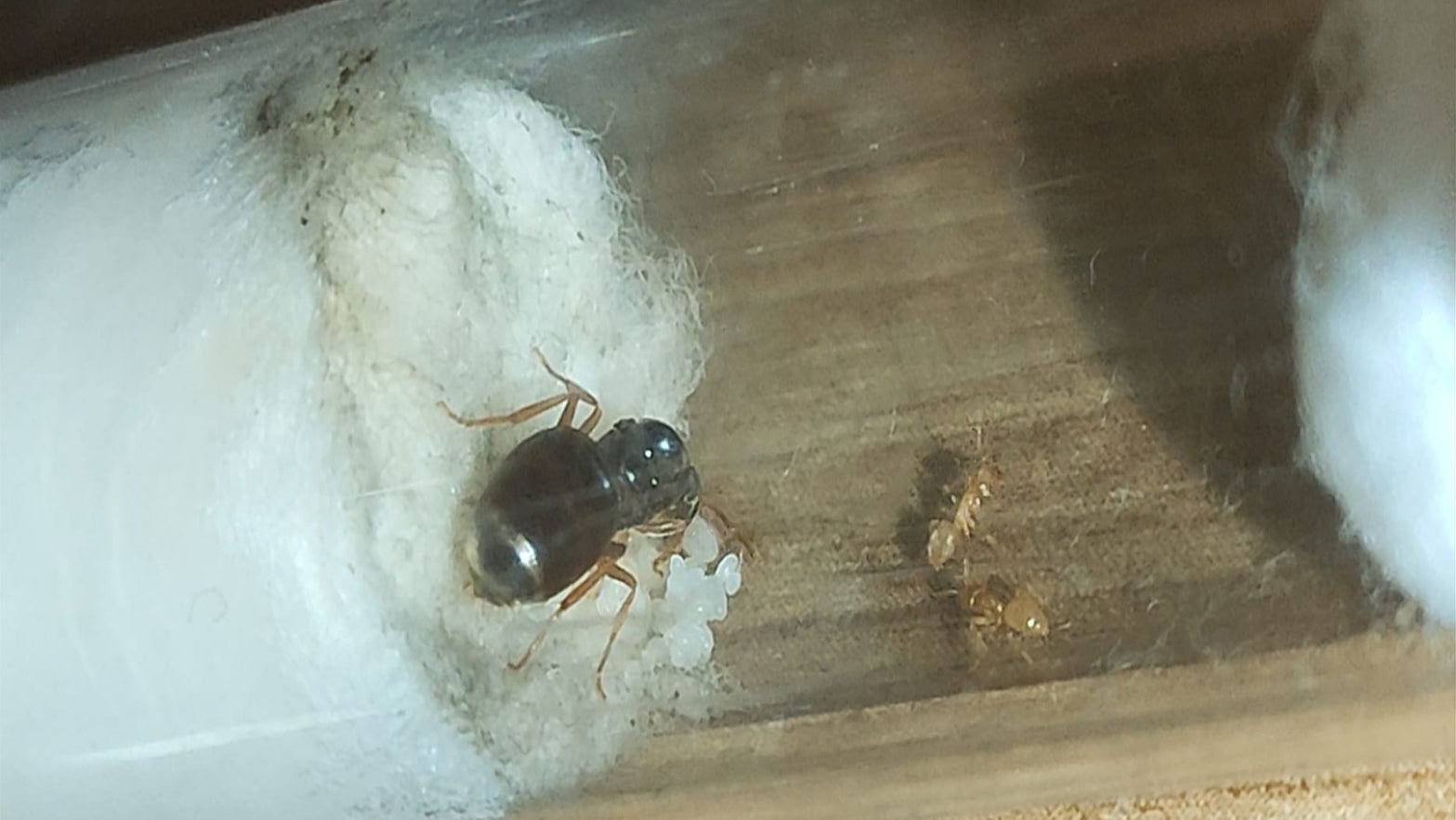 Lasius flavus