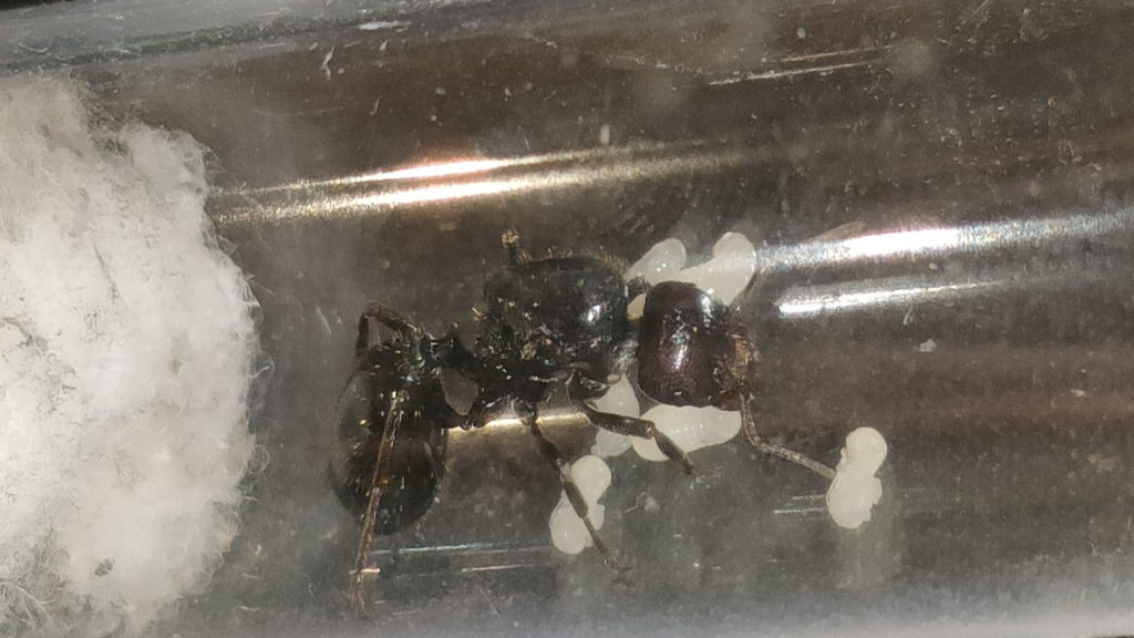 Messor barbarus