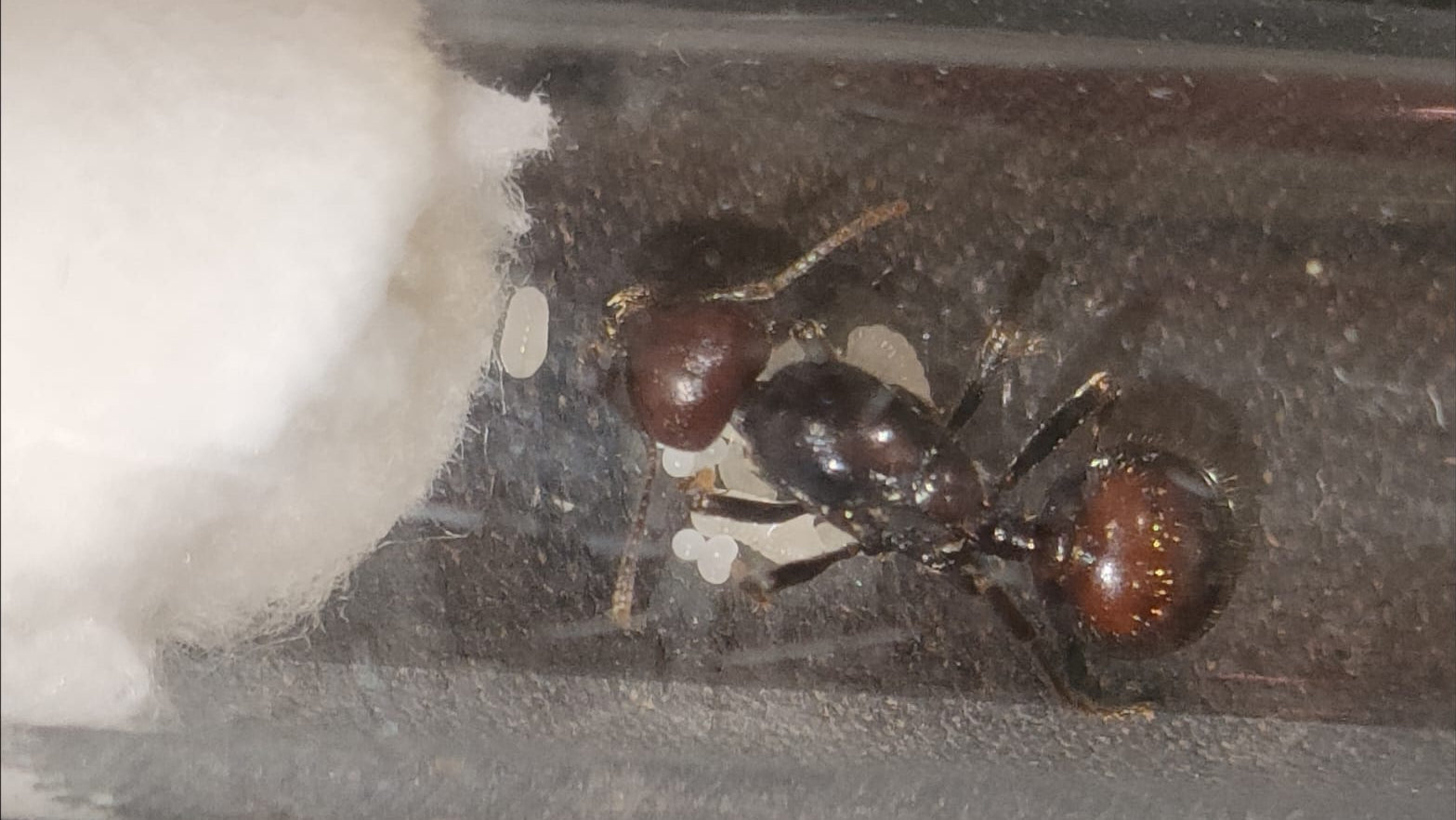 Messor barbarus «Shiny»